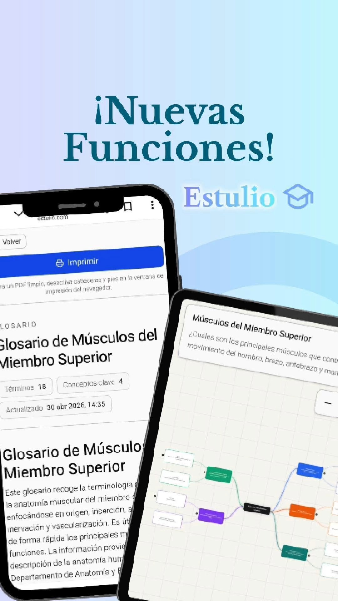 Estulio screens showing a glossary and a mind map of the upper limb muscles.